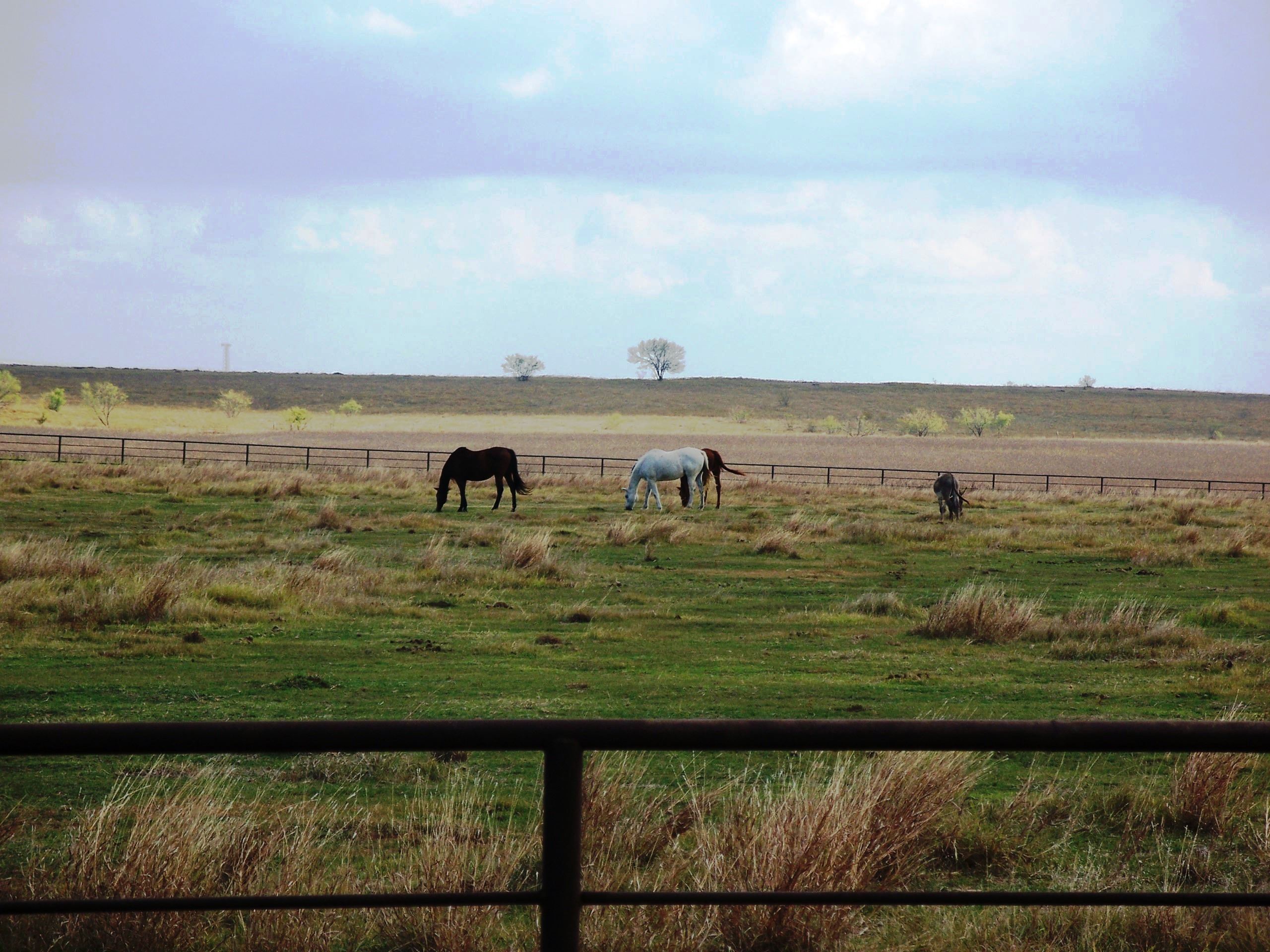 Horses in a Field